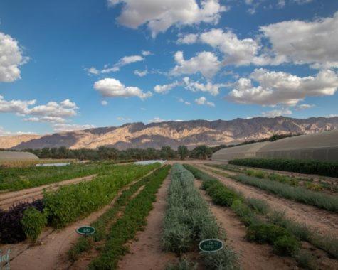 Elifaz Desert Experience Holiday Εξωτερικό φωτογραφία